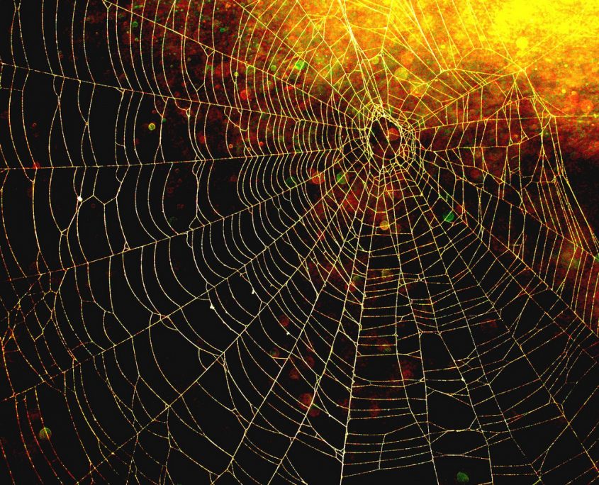 spider's web